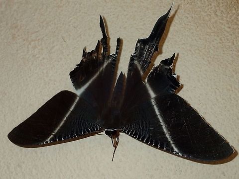 Tropical Swallowtail Moth This large Moth was probably the most common Moth to be seen at Tawau Hills Park.
During the night, they are attracted by the lights of the building and each morning, I can easily see at least 8-10 of them.  I also see them in the forest during night walks, but they get edgy and fly away when I put my lights on them. Fall,Geotagged,Lyssa zampa,Malaysia,Moth,Sabah,Tropical Swallow Tail Moth