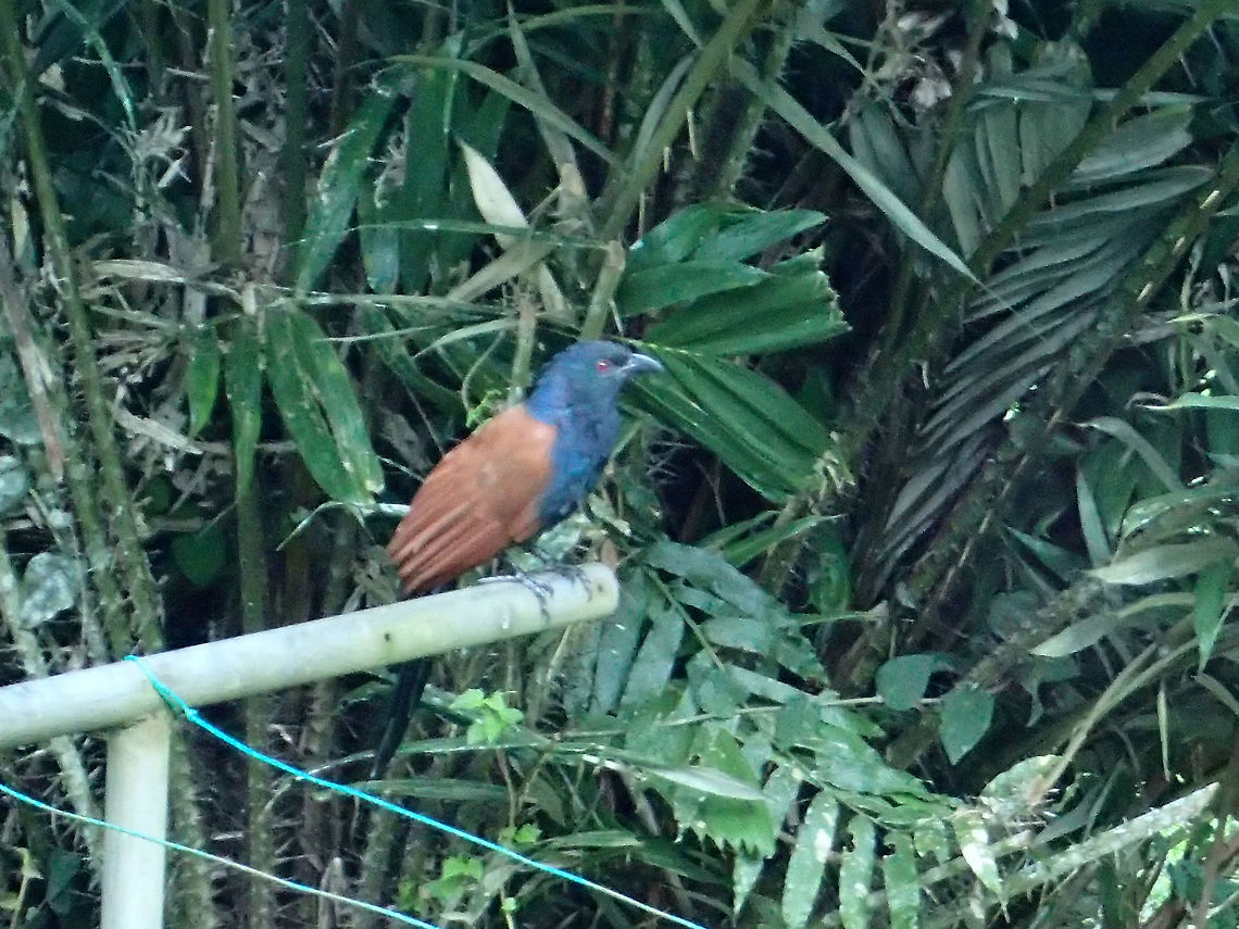 Greater Coucal - Centropus sinensis This large bird are usually seen in the morning when they came out in the open to hunt.  I have seen them took some small lizards. Centropus sinensis,Fall,Geotagged,Greater Coucal,Malaysia,Sabah,Tawau