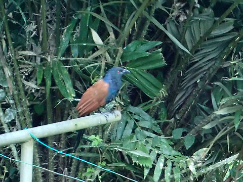 Greater Coucal - Centropus sinensis This large bird are usually seen in the morning when they came out in the open to hunt.  I have seen them took some small lizards. Centropus sinensis,Fall,Geotagged,Greater Coucal,Malaysia,Sabah,Tawau