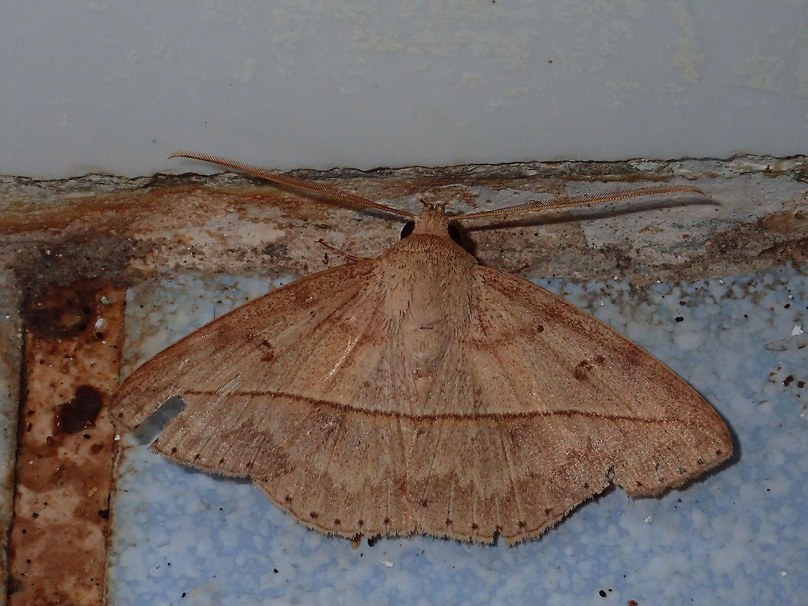 Moth Moth, attracted by the lights of the building at Tawau Hills Park at night. Fall,Geotagged,Malaysia,Moth,Sabah,Tawau