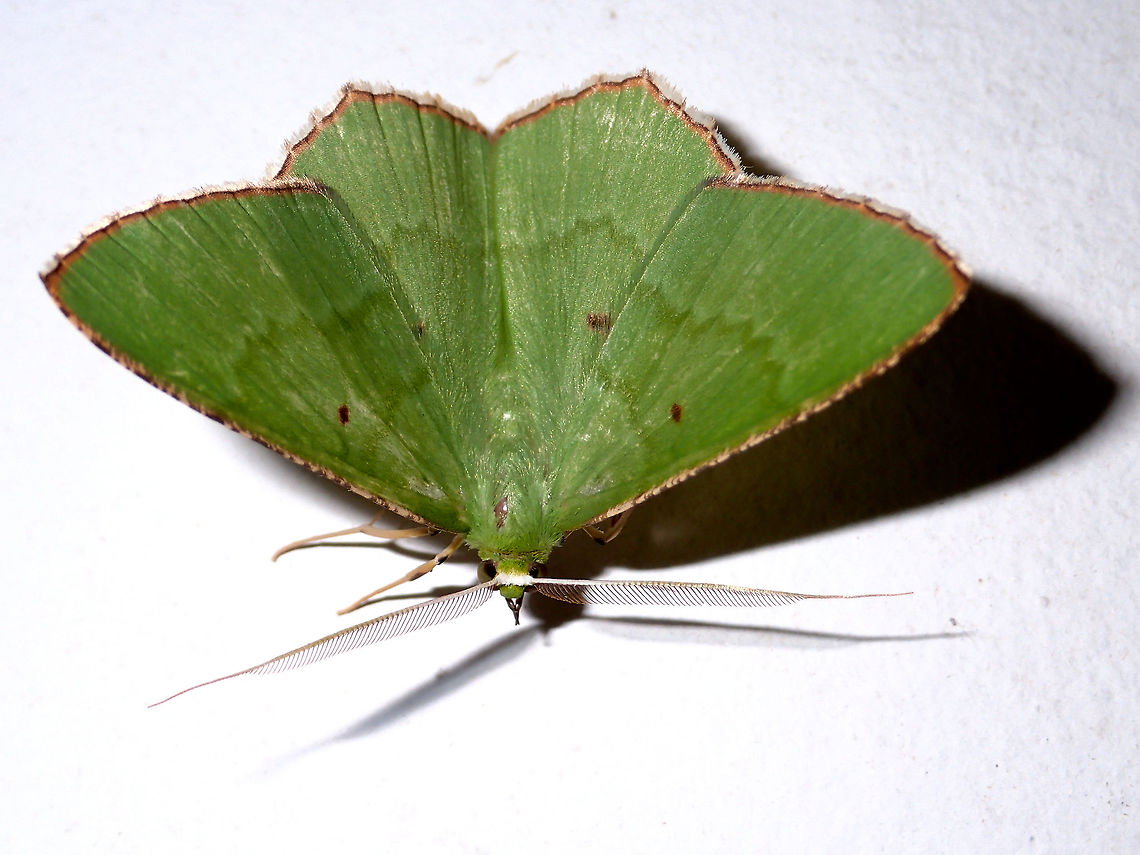 Moth Green coloured Moth with brown edges on the wings. Fall,Geotagged,Malaysia,Moth,Sabah,Tawau