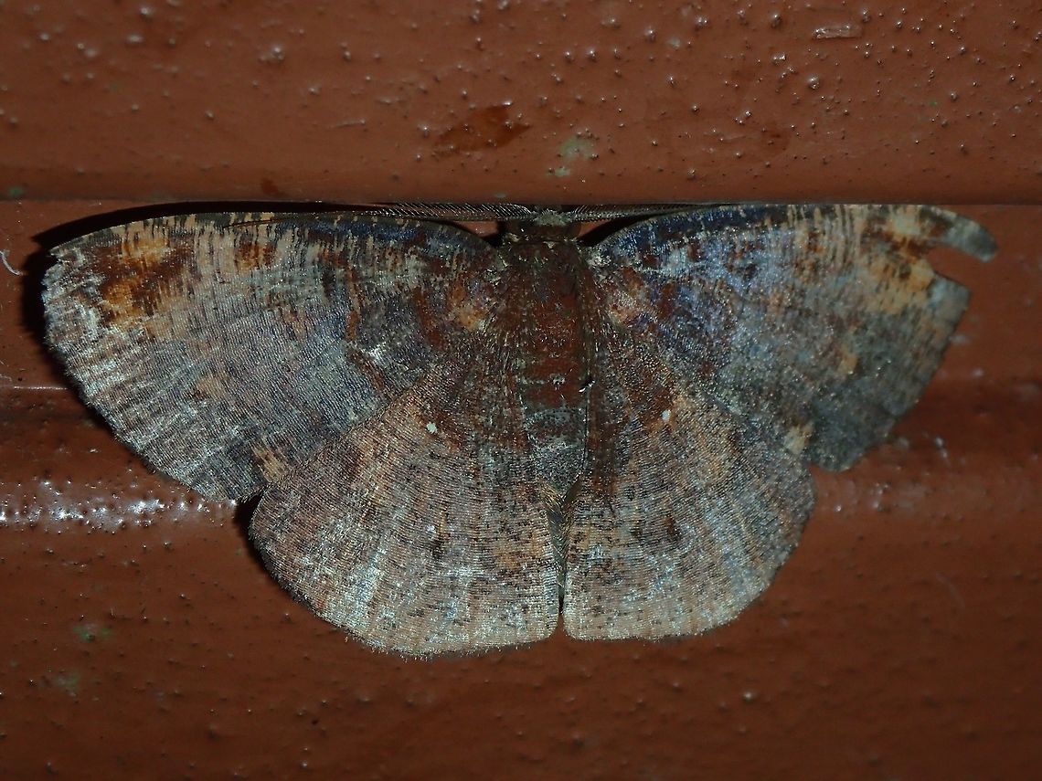 Moth This Moth was attracted by the lights of the buildings at Tawau Hills Park at night. Fall,Geotagged,Malaysia,Moth,Sabah,Tawau