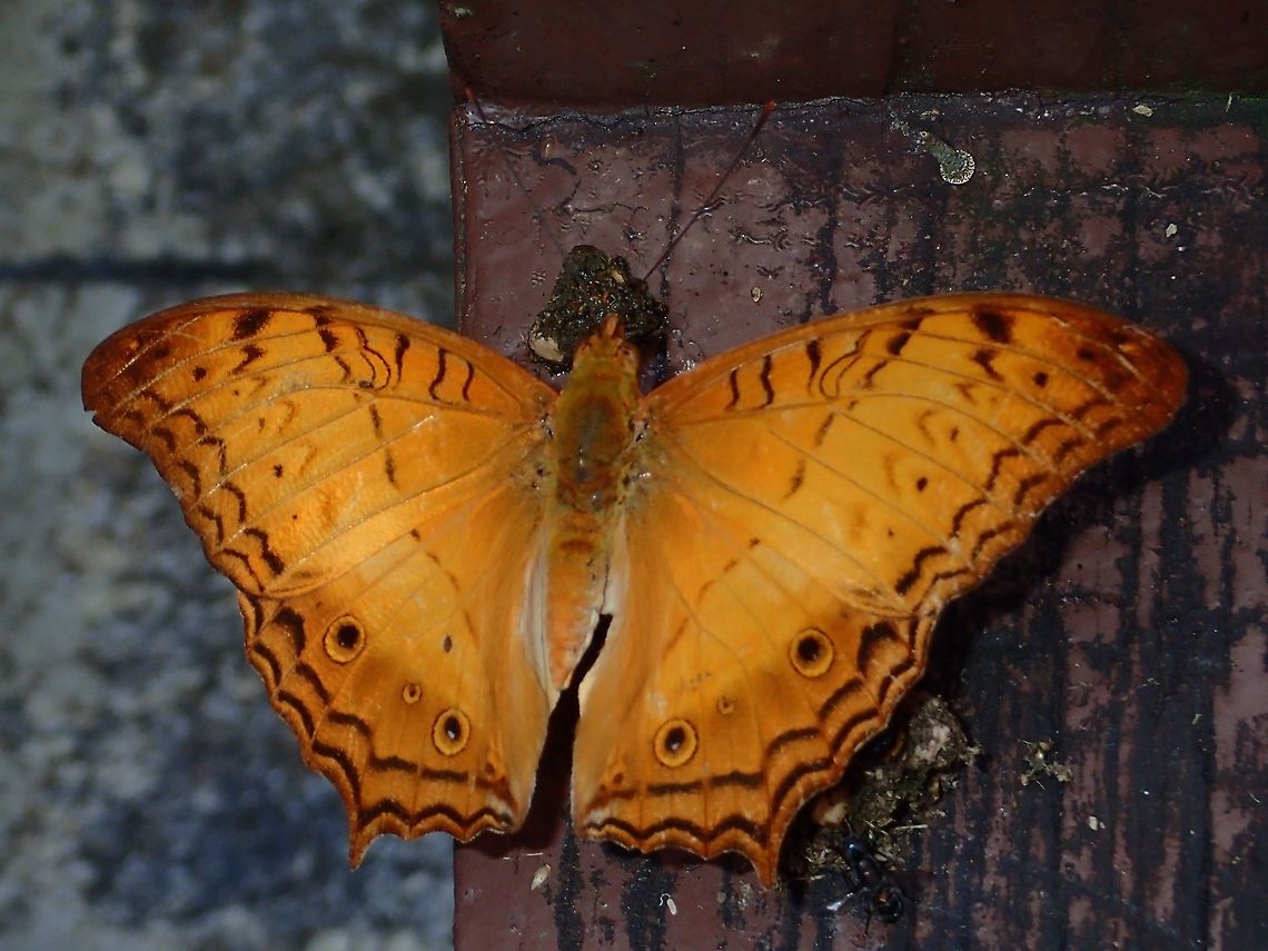 Malay Cruiser - Vindula dejone dajakorum This Malay Cruiser - Vindula dejone dajakorum is a common Butterfly found at Tawau Hills Park.<br />
This is a sub-species recorded from the island of Borneo. Butterfly,Fall,Geotagged,Malay Cruiser,Malaysia,Sabah,Vindula dejone,Vindula dejone dajakorum