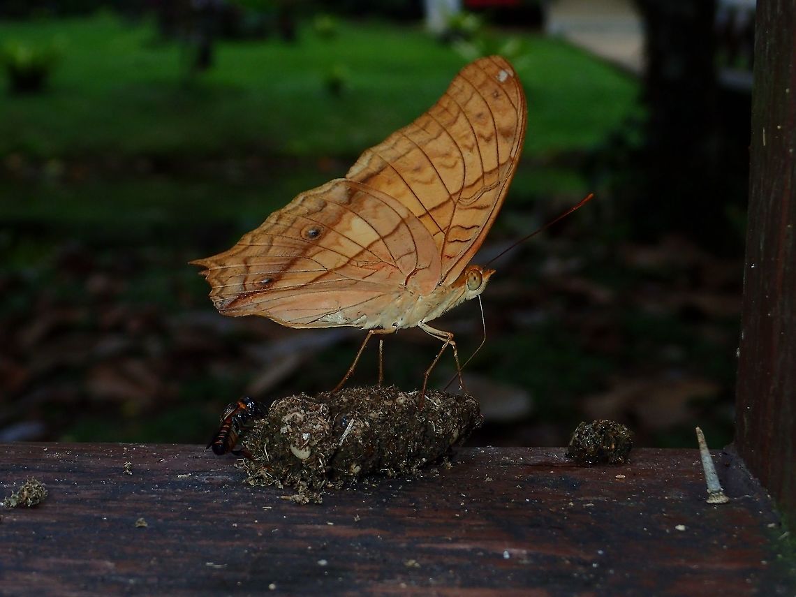 Feasting on Poo! This is the same Malay Cruiser - Vindula dejone as in previous Spotting, taken from the side angle, showing it feeding, on Monkey's poo! Butterfly,Fall,Geotagged,Malay Cruiser,Malaysia,Sabah,Vindula dejone,Vindula dejone dajakorum