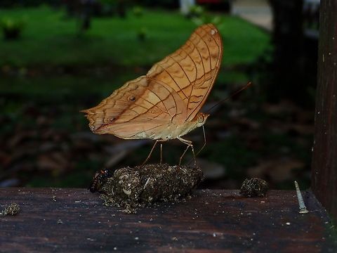 Feasting on Poo! This is the same Malay Cruiser - Vindula dejone as in previous Spotting, taken from the side angle, showing it feeding, on Monkey's poo! Butterfly,Fall,Geotagged,Malay Cruiser,Malaysia,Sabah,Vindula dejone,Vindula dejone dajakorum