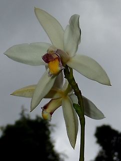 Orchids This Orchids were just outside the accommodation building at Tawau Hills Park.
The last few visits to the Park, they were either not in flowers or the flowers were already fading.
The flowers don't seems to last very long, just like 2-3 days and then they are faded.

Picture of the whole plant can be seen here :

https://www.jungledragon.com/image/47110/orchids.html Bromheadia finlaysoniana,Fall,Geotagged,Malaysia,Orchid,Sabah,Tawau