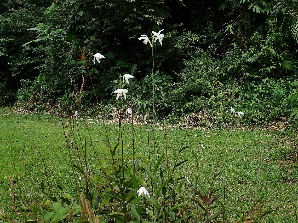 Orchids This is the same Orchids as previous Spotting, to show the whole plant.<br />
Not sure if its a Bamboo Orchid.<br />
<br />
Close-up picture of the Orchids can be seen here :<br />
<br />
<figure class="photo"><a href="https://www.jungledragon.com/image/47109/orchids.html" title="Orchids"><img src="https://s3.amazonaws.com/media.jungledragon.com/images/2994/47109_thumb.jpg?AWSAccessKeyId=05GMT0V3GWVNE7GGM1R2&Expires=1770854410&Signature=9mtukkS1Sc1zLKjdAC1EYaNFNWI%3D" width="114" height="152" alt="Orchids This Orchids were just outside the accommodation building at Tawau Hills Park.<br />
The last few visits to the Park, they were either not in flowers or the flowers were already fading.<br />
The flowers don't seems to last very long, just like 2-3 days and then they are faded.<br />
<br />
Picture of the whole plant can be seen here :<br />
<br />
https://www.jungledragon.com/image/47110/orchids.html Bromheadia finlaysoniana,Fall,Geotagged,Malaysia,Orchid,Sabah,Tawau" /></a></figure><br />
 Bromheadia finlaysoniana,Fall,Geotagged,Malaysia,Orchid,Sabah,Tawau