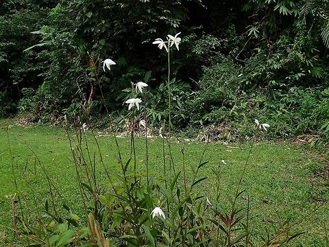 Orchids This is the same Orchids as previous Spotting, to show the whole plant.
Not sure if its a Bamboo Orchid.

Close-up picture of the Orchids can be seen here :

https://www.jungledragon.com/image/47109/orchids.html
 Bromheadia finlaysoniana,Fall,Geotagged,Malaysia,Orchid,Sabah,Tawau