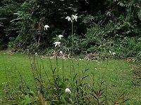Orchids This is the same Orchids as previous Spotting, to show the whole plant.<br />
Not sure if its a Bamboo Orchid.<br />
<br />
Close-up picture of the Orchids can be seen here :<br />
<br />
https://www.jungledragon.com/image/47109/orchids.html<br />
 Bromheadia finlaysoniana,Fall,Geotagged,Malaysia,Orchid,Sabah,Tawau