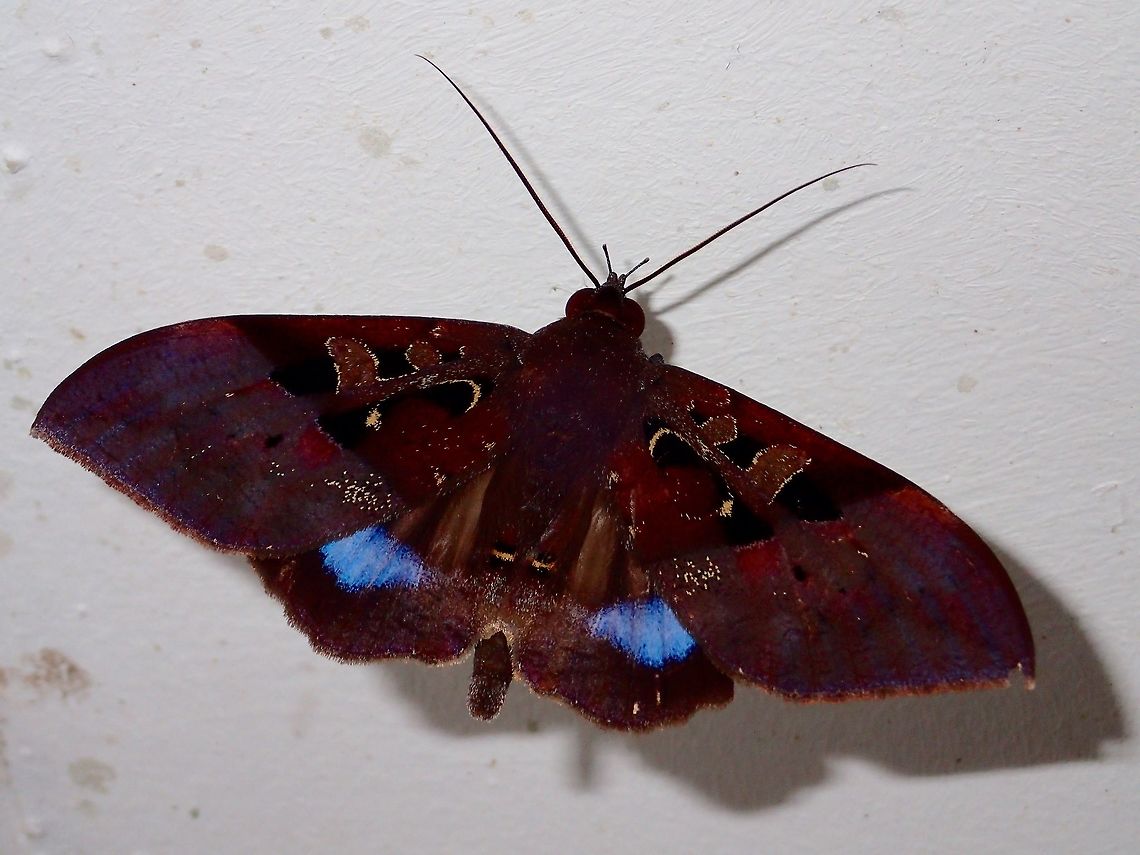 Moth This Moth was attracted by the lights of the buildings at Tawau Hills Park at night. Fall,Geotagged,Ischyja subreducta,Malaysia,Moth,Sabah,Tawau,moth week 2018