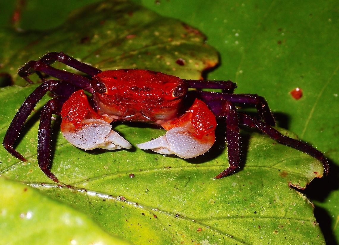 Land Crab This are Land Crabs found in the forest of Tawau Hills Park.  They are usually very small in size, carapace size around 4-6 cm, orange to reddish colour. Crab,Fall,Geotagged,Malaysia,Sabah,Tawau