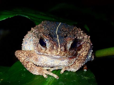 Grumpy Toad This toad has a light band running from its head to the back. Fall,Geotagged,Malaysia,Sabah,Tawau,Toad