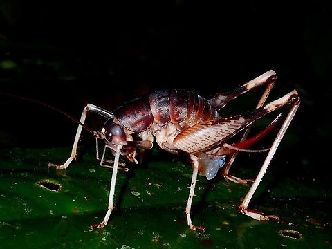 Cricket  Cricket,Fall,Geotagged,Malaysia,Sabah,Tawau