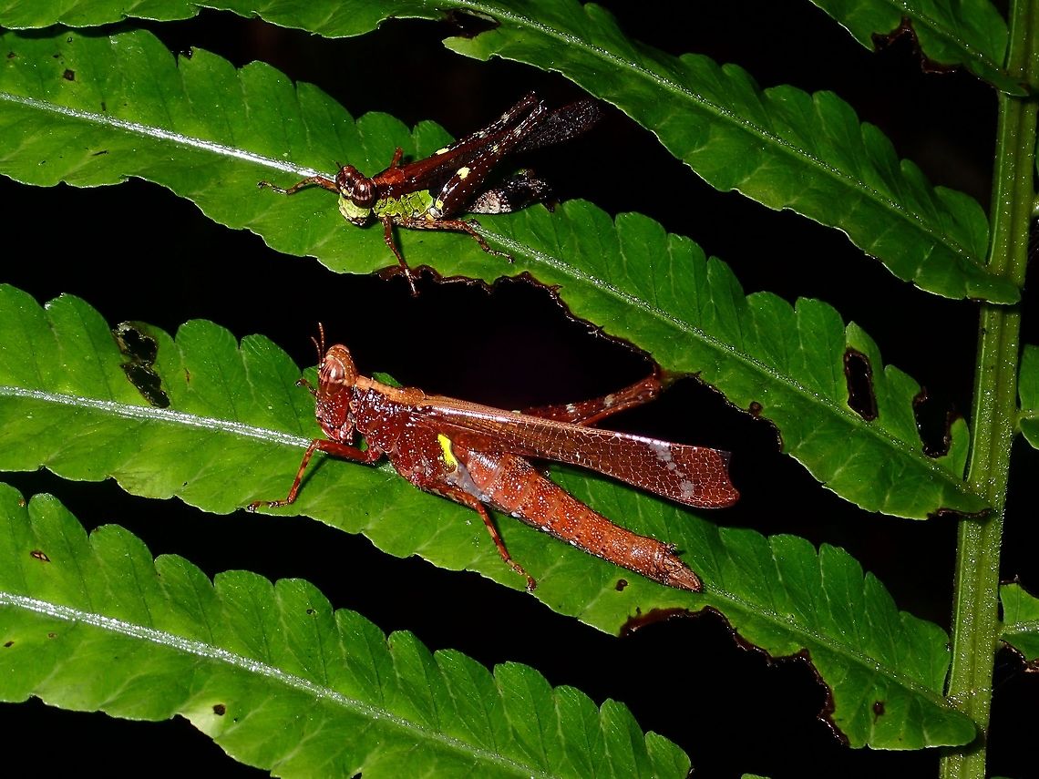 Monkey Hopper - Erianthus sp Not sure, but this could be a male and a female Monkey Hopper - Erianthus sp Fall,Geotagged,Grasshopper,Hopper,Malaysia,Monkey Hopper,Sabah,Tawau