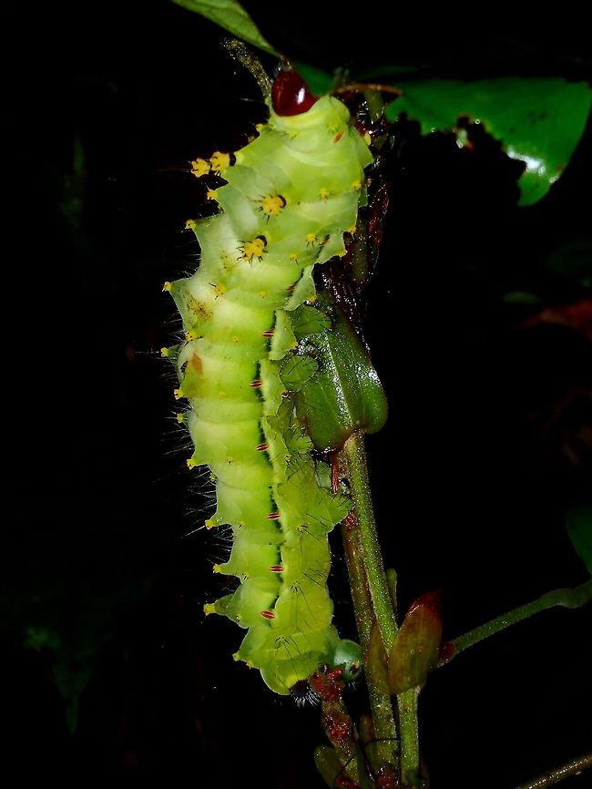 Caterpillar of Silkmoth This was quite an impressive Caterpillar, it was huge and fat, around 11-12cm in length.<br />
Its is mostly green/yellow in colour with 2 rows of spines on its back from the head to the tail and smaller spines on the side of its body.  Towards its head is 4 bigger yellow tubercles/spines with black hairy tips.<br />
<br />
I was told that this is likely a Caterpillar of a Silkmoth, which are usually very large size Moths, easily 15 cm wing span and they are quite impressive in look too.  Would have love to see the adult of this Silkmoth. Caterpillar,Fall,Geotagged,Malaysia,Sabah,Silkmoth,Tawau