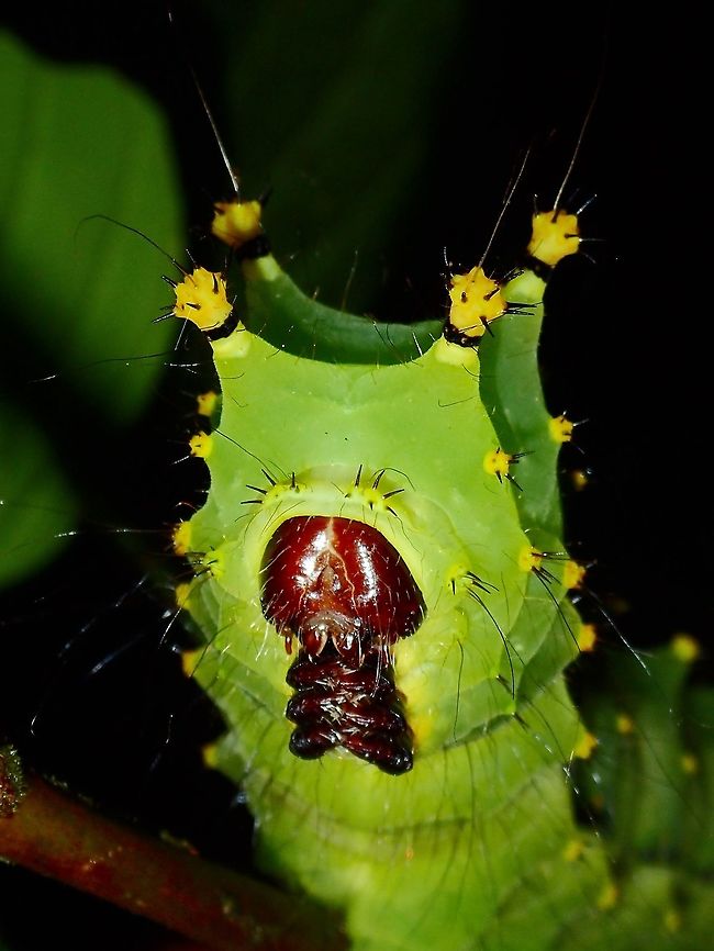 Caterpillar of Silkmoth This is the same Caterpillar with the previous Spotting, close-up of the face/head.<br />
It is possibly a Caterpillar of a Silkmoth. Caterpillar,Fall,Geotagged,Malaysia,Sabah,Tawau