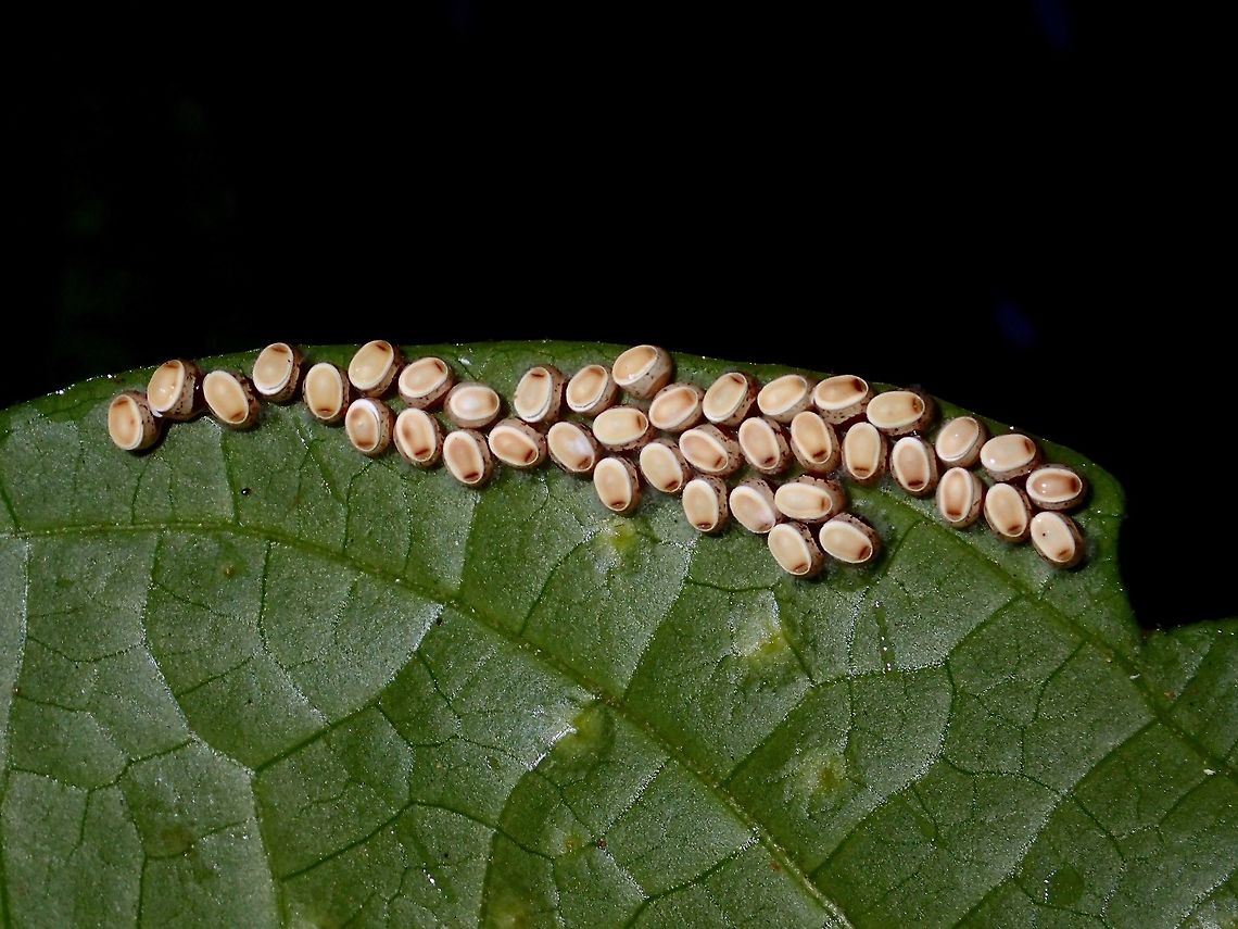 Eggs of Phasmids - Loxopsis valeroi Saw this bunch of around 40 eggs under a leaf during a night walk.<br />
This are eggs of Phasmids from the genus Loxopsis. (Updated ID to Loxopsis valeroi)<br />
<br />
Picture of adult female of the species can be seen here :<br />
<br />
<figure class="photo"><a href="https://www.jungledragon.com/image/94105/stick_insect_phasmid_-_loxopsis_valeroi.html" title="Stick Insect, Phasmid - Loxopsis valeroi"><img src="https://s3.amazonaws.com/media.jungledragon.com/images/2994/94105_thumb.jpeg?AWSAccessKeyId=05GMT0V3GWVNE7GGM1R2&Expires=1769040010&Signature=b3Cm6Kp%2Fw9CeT5xi7esK2g5ymiU%3D" width="200" height="150" alt="Stick Insect, Phasmid - Loxopsis valeroi Adult female Phasmid/Stick Insect of the species Loxopsis valeroi Borneo,Loxopsis valeroi,Malaysia,Phasmid,Sabah,Stick Insect" /></a></figure> Borneo,Eggs,Fall,Geotagged,Loxopsis,Loxopsis valeroi,Malaysia,Phasmid,Sabah,Stick Insect
