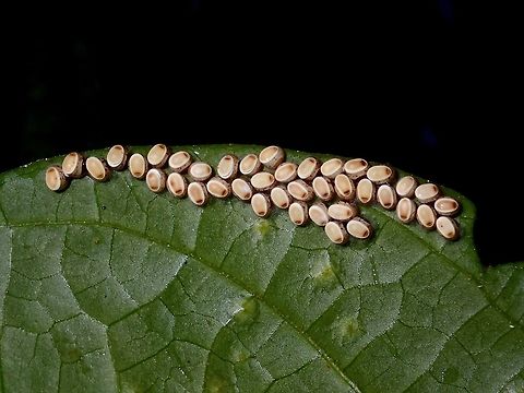 Eggs of Phasmids - Loxopsis valeroi Saw this bunch of around 40 eggs under a leaf during a night walk.
This are eggs of Phasmids from the genus Loxopsis. (Updated ID to Loxopsis valeroi)

Picture of adult female of the species can be seen here :

https://www.jungledragon.com/image/94105/stick_insect_phasmid_-_loxopsis_valeroi.html Borneo,Eggs,Fall,Geotagged,Loxopsis,Loxopsis valeroi,Malaysia,Phasmid,Sabah,Stick Insect