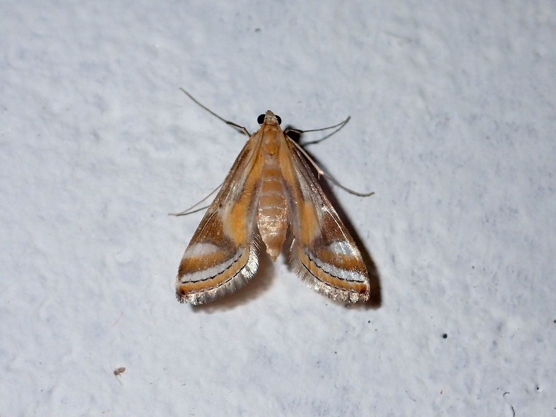 Crambid Moth - Talanga sp Small Crambid Moth from the genus Talanga, attracted by the lights of the buildings at Tawau Hills Park at night.<br />
Looks similar to Talanga sexpunctalis, but probably not the same species. Crambid Moth,Fall,Geotagged,Malaysia,Moth,Sabah,Talanga,Talanga sp,Tawau