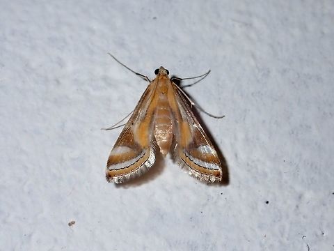 Crambid Moth - Talanga sp Small Crambid Moth from the genus Talanga, attracted by the lights of the buildings at Tawau Hills Park at night.
Looks similar to Talanga sexpunctalis, but probably not the same species. Crambid Moth,Fall,Geotagged,Malaysia,Moth,Sabah,Talanga,Talanga sp,Tawau