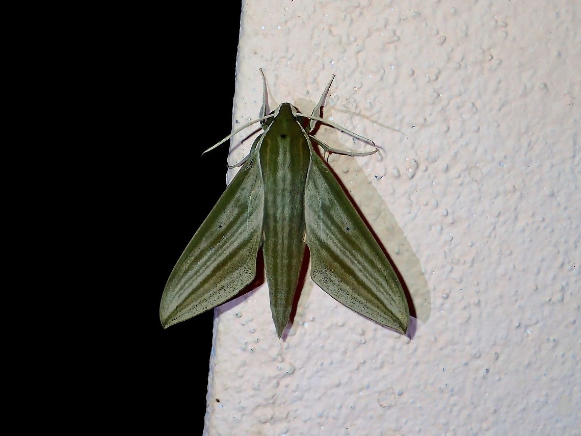 Hawkmoth Hawkmoth, attracted by the light of the buildings at Tawau Hills Park at night. Cechenena lineosa,Fall,Geotagged,Hawkmoth,Malaysia,Moth,Sabah,Tawau