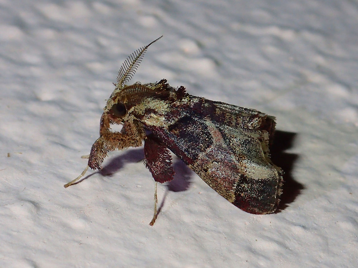 Moth Small Moth, attracted by the lights of the buildings at Tawau Hills Park at night. Fall,Geotagged,Malaysia,Moth,Sabah,Tawau