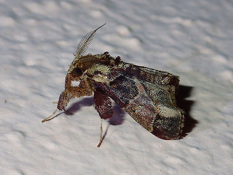 Moth Small Moth, attracted by the lights of the buildings at Tawau Hills Park at night. Fall,Geotagged,Malaysia,Moth,Sabah,Tawau