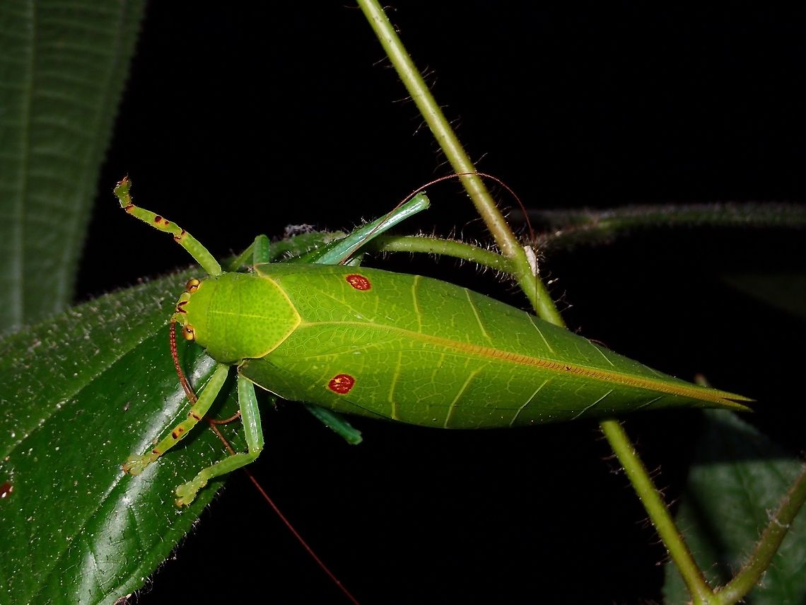 Leaf Katydid - Cratioma sp. This Leaf Katydid has two brown spots on its wings, making it looks like false eyes. Cratioma,Cratioma sp,Fall,Geotagged,Katydid,Leaf Katydid,Malaysia,Sabah,Tawau