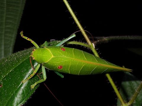 Leaf Katydid - Cratioma sp. This Leaf Katydid has two brown spots on its wings, making it looks like false eyes. Cratioma,Cratioma sp,Fall,Geotagged,Katydid,Leaf Katydid,Malaysia,Sabah,Tawau