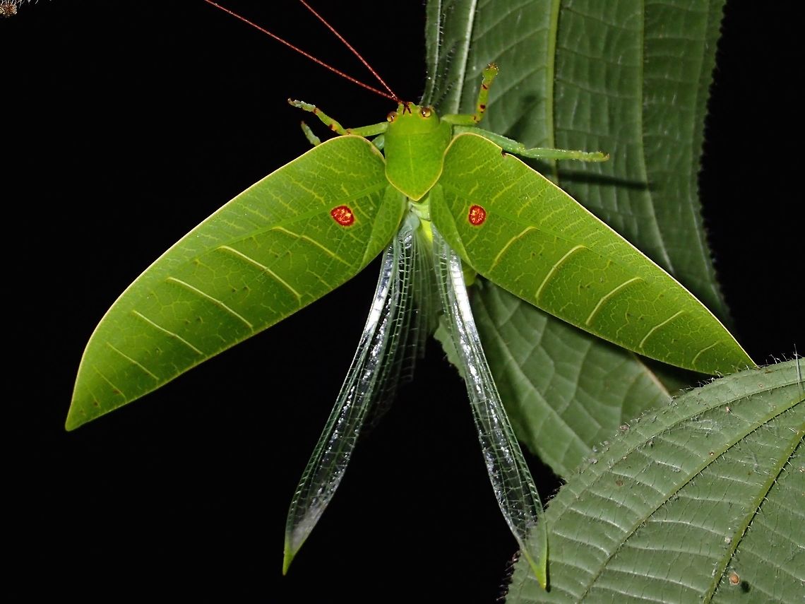 Back Off This is the same Leaf Katydid as previous Spotting, in a defensive posture.<br />
<br />
Katydid - Cratioma sp. Cratioma,Cratioma sp,Fall,Geotagged,Katydid,Leaf Katydid,Malaysia,Sabah,Tawau