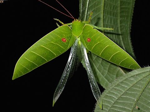 Back Off This is the same Leaf Katydid as previous Spotting, in a defensive posture.

Katydid - Cratioma sp. Cratioma,Cratioma sp,Fall,Geotagged,Katydid,Leaf Katydid,Malaysia,Sabah,Tawau