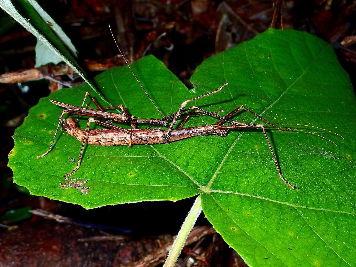 Pair of Sticks This is a mating pair of Phasmid of the sub-species Asceles margaritatus margaritatus.<br />
<br />
The sub-species were created earlier this year in a book published in May 2016.<br />
The other sub-species is Asceles margaritatus brevipennis (newly established)<br />
<br />
The main difference between the 2 sub-species are :<br />
1. Asceles margaritatus margaritatus are found on lowland and have full wings.<br />
2. Asceles margaritatus brevipennis are found from highland (higher altitudes) with short wings. Asceles,Asceles margaritatus margaritatus,Fall,Geotagged,Malaysia,Phasmid,Sabah,Stick Insect,Tawau,The Long-winged Asceles margaritatus