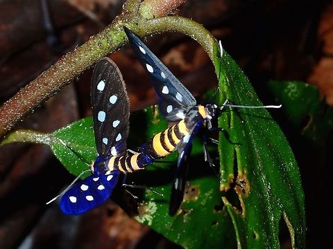 Pair of Wasp Moths - Amata sp A pair of Wasp Moths - Amata sp.
The colour of the wings can be black or blue depending on the angle of the flash/lights as can be seen in the moth on the left, one wing is blue and the other wing is black in colour. Amata sp,Fall,Geotagged,Malaysia,Moth,Sabah,Tawau,Wasp Moth