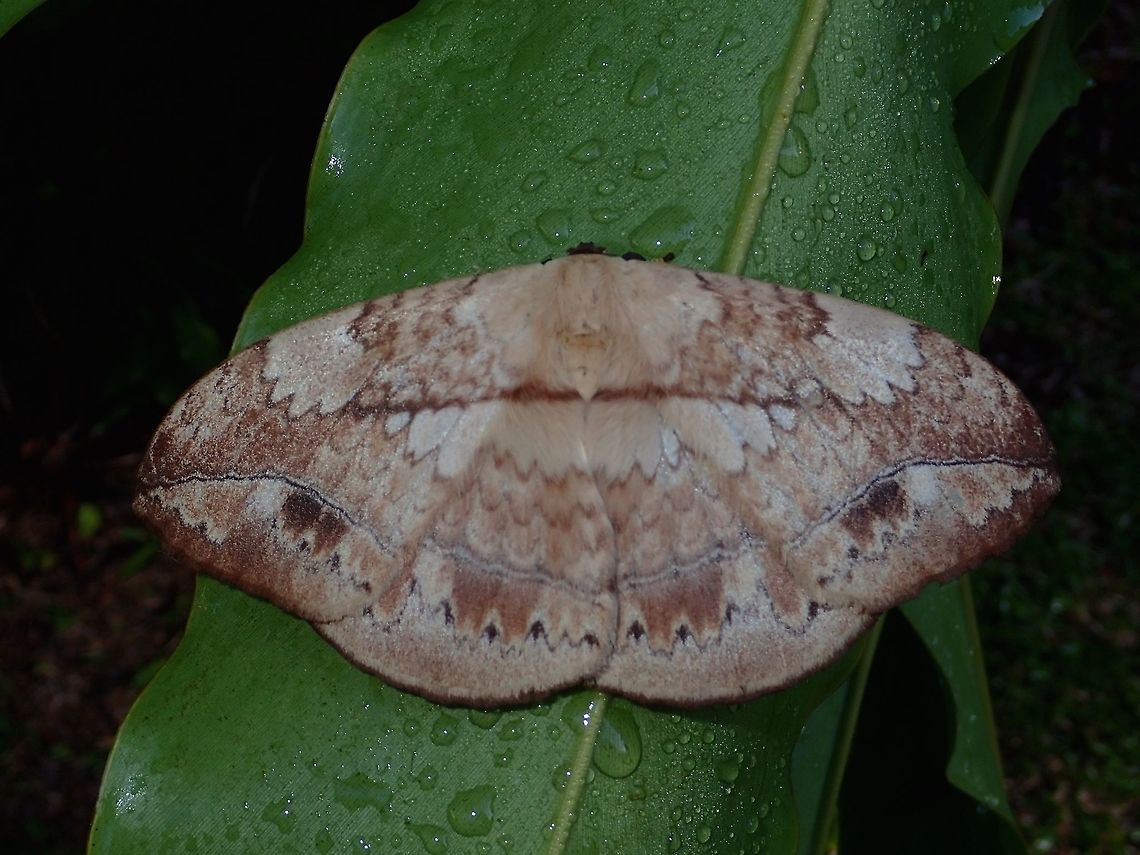Moth - Eupterote asclepiades Typical brownish look of Moths - Eupterote asclepiades, but with intricate markings on its wings. Eupterote asclepiades,Fall,Geotagged,Malaysia,Moth,Sabah,Tawau