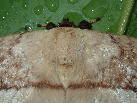 Furry Moth - Eupterote asclepiades This is the same Moth- Eupterote asclepiades, as in previous Spotting, showing its furry body. Eupterote asclepiades,Fall,Geotagged,Malaysia,Moth,Sabah,Tawau