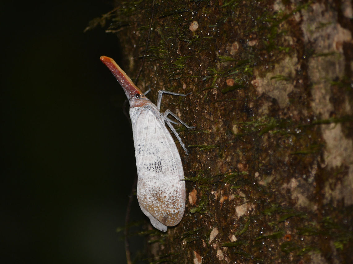 Lantern Bug - Pyrops sultana This Lantern Bug - Pyrops sultana is mostly white in colour with red/brown snout.<br />
<br />
Contrary to popular beliefs that their snout glows at night, hence their name, Lantern Bugs, that is not the case.  The snout does not glow or give out light at night. Geotagged,Lantern Bug,Malaysia,Mulu,Pyrops sultana,Sarawak,Summer