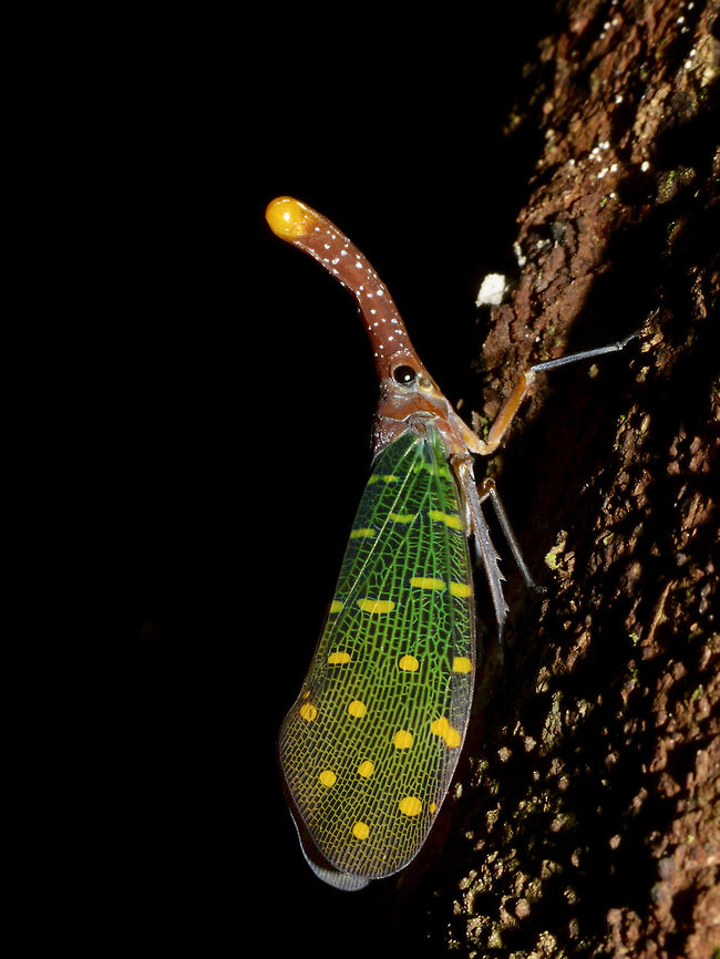 Lantern Bug - Pyrops intricata This Lantern Bug - Pyrops intricata has brown snout with yellow tip. Its wings with very colourful of green with yellow veins markings/lines and yellow spots all over.<br />
<br />
This Lantern Bug - Pyrops sultana is mostly white in colour with red/brown snout.<br />
<br />
Contrary to popular beliefs that their snout glows at night, hence their name, Lantern Bugs, that is not the case. The snout does not glow or give out light at night. Blue winged lantern bug,Geotagged,Lambir Hills,Lantern Bug,Malaysia,Pyrops intricata,Sarawak,Winter