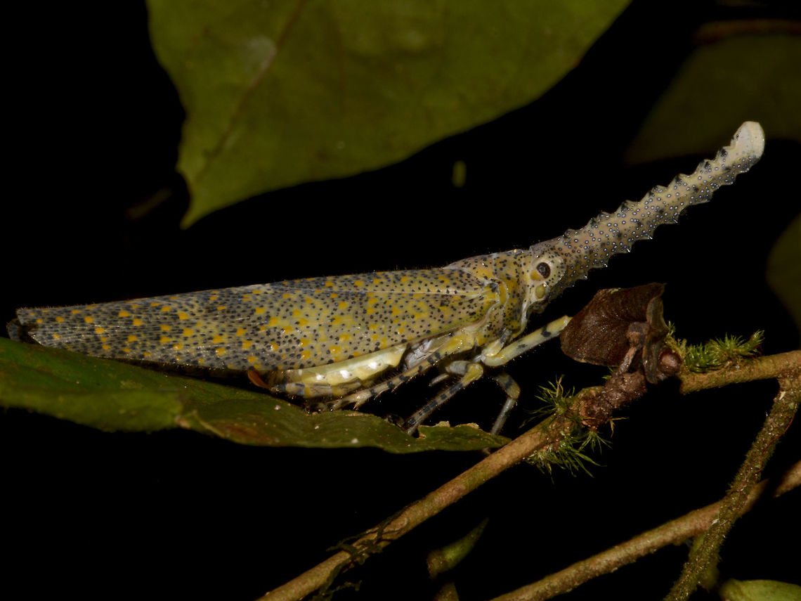 Lantern Bug - Zanna Zanna terminalis This is a Lantern Bug from a different genus - Zanna terminalis.<br />
The Snout is more like a saw with ridges. Fall,Geotagged,Lantern Bug,Malaysia,Sabah,Tawau,Zanna terminalis