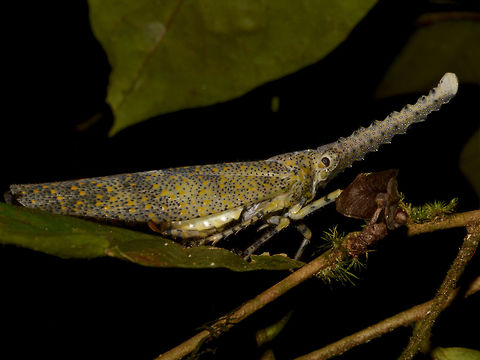 Lantern Bug - Zanna Zanna terminalis This is a Lantern Bug from a different genus - Zanna terminalis.
The Snout is more like a saw with ridges. Fall,Geotagged,Lantern Bug,Malaysia,Sabah,Tawau,Zanna terminalis