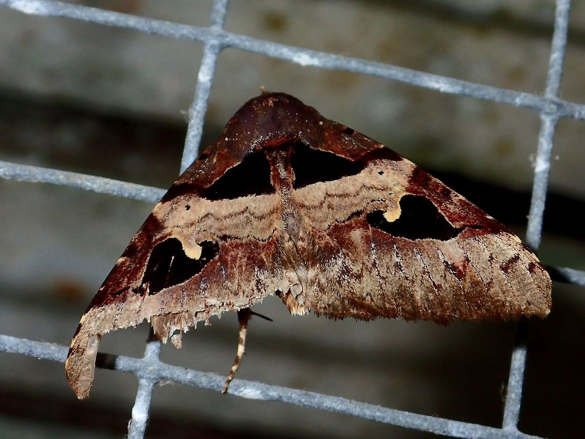 Moth - Avatha bubo Moth, attracted by lights of the buildings at Tawau Hills Park at night. Avatha bubo,Fall,Geotagged,Malaysia,Moth,Sabah,Tawau