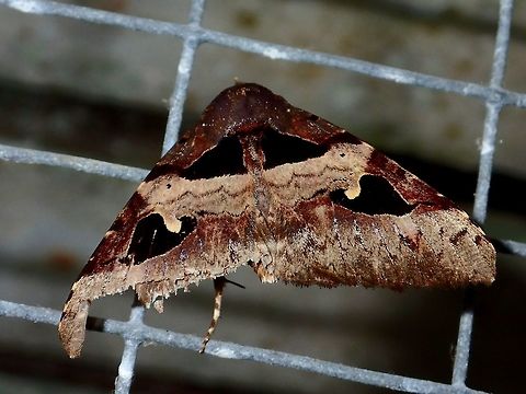 Moth - Avatha bubo Moth, attracted by lights of the buildings at Tawau Hills Park at night. Avatha bubo,Fall,Geotagged,Malaysia,Moth,Sabah,Tawau