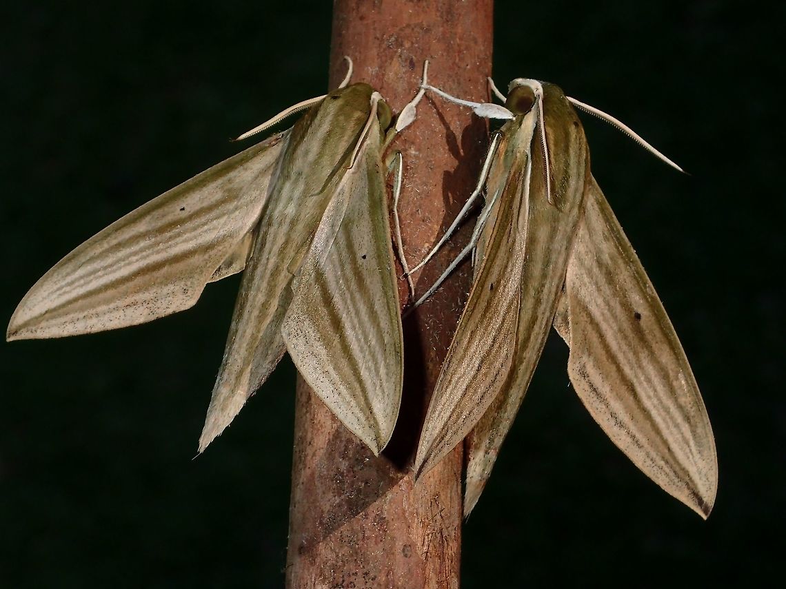 Hawkmoths Hawkmoths, attracted by lights of the building at Tawau Hills Park at night. Cechenena lineosa,Fall,Geotagged,Hawkmoth,Malaysia,Moth,Sabah,Tawau