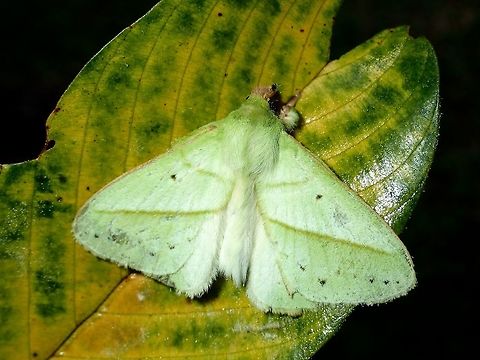 Lappet Moth - Trabala vishnou A light green coloured Moth Fall,Geotagged,Malaysia,Moth,Rose-myrtle lappet moth,Sabah,Tawau,Trabala vishnou