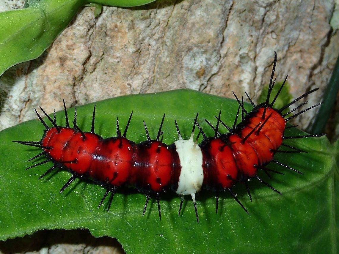 Caterpillar of Malay Lacewing - Cethosia hypsea Caterpillar with a white band in the middle, bright red on top and black on the side, with black spines.<br />
<br />
This one is a caterpillar of Malay Lacewing - Cethosia hypsea. Caterpillar,Cethosia hypsea,Fall,Geotagged,Malay Lacewing,Malaysia,Sabah,Tawau