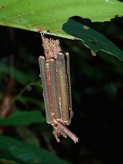 Bagworm - Psychidae I believe this structure is by a Bagworm Bagworm,Fall,Geotagged,Malaysia,Psychidae,Sabah,Tawau