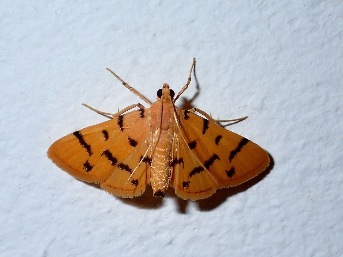 Moth Moth, attracted by the lights of the buildings at Tawau Hills Park at night. Fall,Geotagged,Malaysia,Moth,Sabah,Tawau