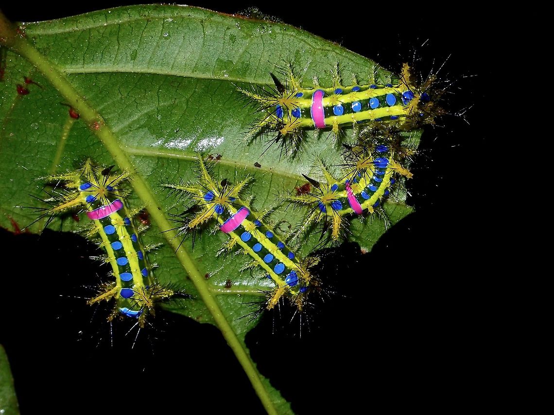 Stinging Nettle Slug Caterpillar It was quite an amazing sight to see this 4 Stinging Nettle Slug Caterpillar on one leaf.<br />
Looking closely, it is yellow in colour, with three black bands (on the sides and on top) and on all the black bands are circles of blue.  It also has a pink band on its body.<br />
They are from the family of Limacodidae. Caterpillar,Fall,Geotagged,Malaysia,Moth Week 2018,Sabah,Stinging Nettle Slug Caterpillar,Tawau