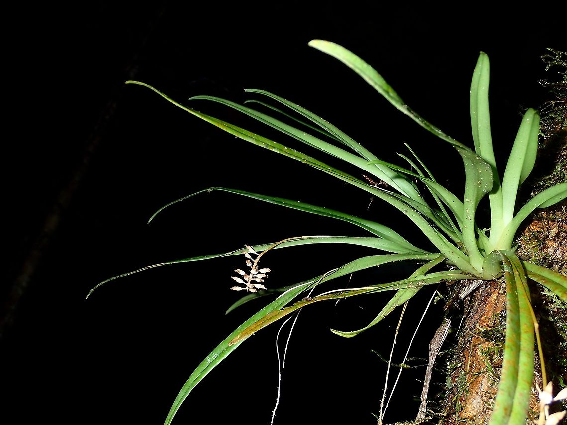 Orchid This Orchid plant has very tiny flowers.<br />
<br />
Close-up of the flower stalk can be seen here :<br />
<br />
<figure class="photo"><a href="https://www.jungledragon.com/image/47144/orchids.html" title="Orchids"><img src="https://s3.amazonaws.com/media.jungledragon.com/images/2994/47144_thumb.jpg?AWSAccessKeyId=05GMT0V3GWVNE7GGM1R2&Expires=1770854410&Signature=94LGB%2FyjffljKwy18tzpXPKdjNI%3D" width="200" height="150" alt="Orchids This is the close-up of the flower stalk of the Orchid from previous Spotting.<br />
I think the flowers are not in bloom yet. Fall,Geotagged,Malaysia,Orchid,Sabah,Tawau" /></a></figure> Fall,Flower,Geotagged,Malaysia,Orchid,Sabah,Tawau