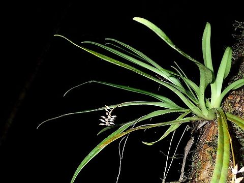 Orchid This Orchid plant has very tiny flowers.

Close-up of the flower stalk can be seen here :

https://www.jungledragon.com/image/47144/orchids.html Fall,Flower,Geotagged,Malaysia,Orchid,Sabah,Tawau