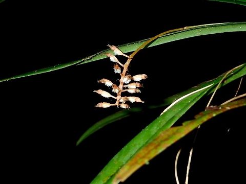 Orchids This is the close-up of the flower stalk of the Orchid from previous Spotting.
I think the flowers are not in bloom yet. Fall,Geotagged,Malaysia,Orchid,Sabah,Tawau